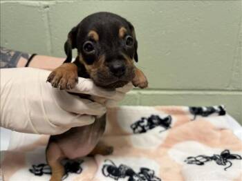 UZI -  Doberman Pinscher and Mixed Breed Dog for Adoption in Tulsa, Oklahoma - UZI | PetCurious