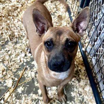 Cyndi -  Mixed Breed Dog for Adoption in Riverwoods, Illinois - Cyndi | PetCurious