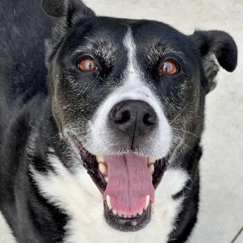 Cookie Crumble -  Collie and Mixed Breed Dog for Adoption in Matteson, Illinois - Cookie Crumble | PetCurious