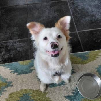 Lana -  Border Collie and Terrier Dog for Adoption in Winston-salem, North Carolina - Lana | PetCurious