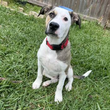 Great Pyrenees and Mixed Breed Dogs Available for Adoption in Hollister, Florida - Matilda | PetCurious