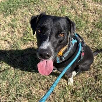 Cleetus -  Border Collie Dog for Adoption in Henrietta, Texas - Cleetus | PetCurious