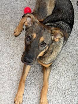 Roma - Courtesy Listing -  German Shepherd Dog Dog for Adoption in Rootstown, Ohio - Roma - Courtesy Listing | PetCurious