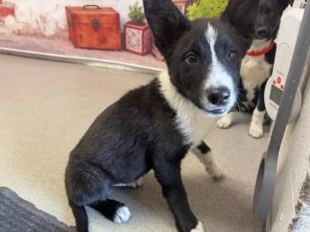 Border Collie Dogs Available for Adoption in San Bernardino, California - ONYX | PetCurious