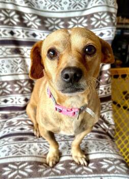 Adam -  Chihuahua and Dachshund Dog for Adoption in Deltona, Florida - Adam | PetCurious