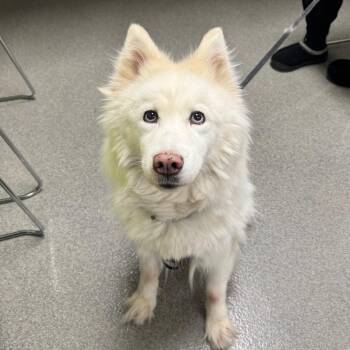 Momo -  Husky Dog for Adoption in Brockton, Massachusetts - Momo | PetCurious