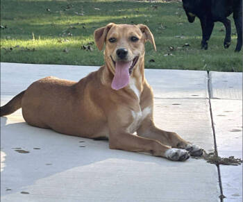 Rescue Labrador Retriever Dogs for Adoption in New York, New York - Ida | PetCurious