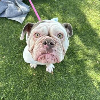 English Bulldog and French Bulldog Dogs Available for Adoption - Tootsie | PetCurious