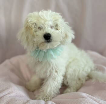 Rescue Maltese and Poodle Dogs for Adoption in Palo Alto, California - Cherub | PetCurious