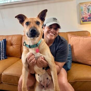 German Shepherd Dog and Labrador Retriever Dogs Available for Adoption - Ember Honey The Ruby Eyed Sweetheart | PetCurious