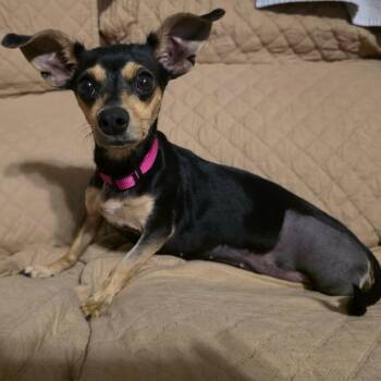Flower -  Chihuahua and Dachshund Dog for Adoption in Floresville, Texas - Flower | PetCurious