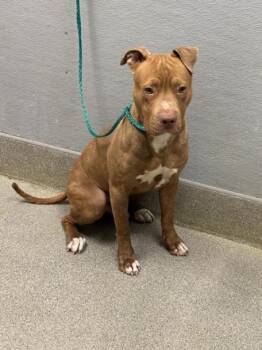 Pit Bull Terrier Dogs Available for Adoption - LEAP FROG | PetCurious