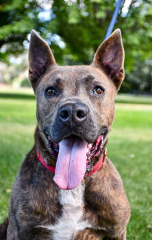 Rescue Pit Bull Terrier and German Shepherd Dog Dogs for Adoption in Yakima, Washington - Jasper | PetCurious
