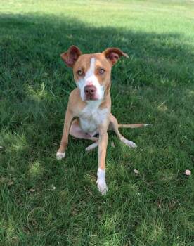 Señor Twizzler -  Boxer Dog for Adoption in Cleburne, Texas - Señor Twizzler | PetCurious