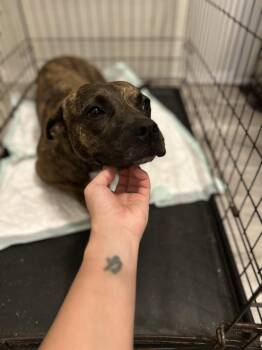 Pit Bull Terrier Dogs Available for Adoption in Ocean Township, New Jersey - Sissy - The Three Legged Sweetheart | PetCurious