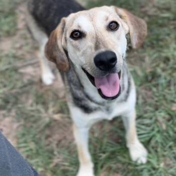Coonhound Dogs Available for Adoption in Wiggins, Mississippi - Daizy | PetCurious