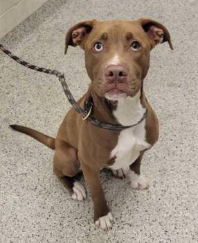 Goose -  Pit Bull Terrier and Mixed Breed Dog for Adoption in Kansas City, Missouri - Goose | PetCurious