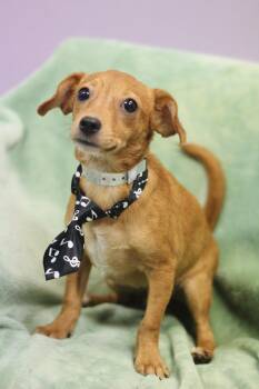 Crue in NH. Come Meet our Adoptable Dogs Wednesday-Saturday. Mor -  Chihuahua Dog for Adoption in Manchester, New Hampshire - Crue In NH. Come Meet Our Adoptable Dogs Wednesday-Saturday. Mor | PetCurious