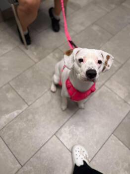 Lola -  Beagle and Terrier Dog for Adoption in Westwood, New Jersey - Lola | PetCurious
