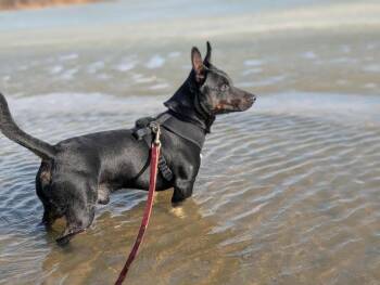 Beagle and Dachshund Dogs Available for Adoption - Clyde | PetCurious