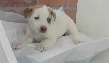 American Staffordshire Terrier and Mixed Breed Dogs Available for Adoption in Houston, Texas - A2070115 | PetCurious