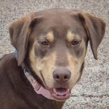 Labrador Retriever and Rottweiler Dogs Available for Adoption in Huntley, Illinois - Draco | PetCurious