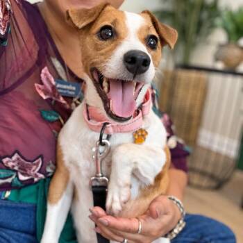 Sundae Sprinkles -  Jack Russell Terrier Dog for Adoption in Friendswood, Texas - Sundae Sprinkles | PetCurious