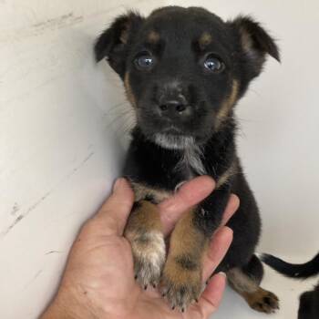 Summer -  Australian Cattle Dog Blue Heeler Dog for Adoption in Beaumont, Texas - Summer | PetCurious
