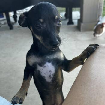 Bruce -  Chihuahua Dog for Adoption in Tacoma, Washington - Bruce | PetCurious