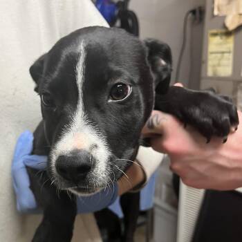 Pit Bull Terrier Dogs Available for Adoption - Lovey | PetCurious