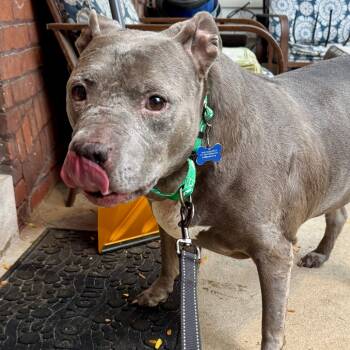Rescue Pit Bull Terrier Dogs for Adoption in York, Pennsylvania - Yo Momma | PetCurious