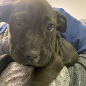 Rescue Mixed Breed Dogs for Adoption in Charleston, West Virginia - Honey Baked Ham | PetCurious