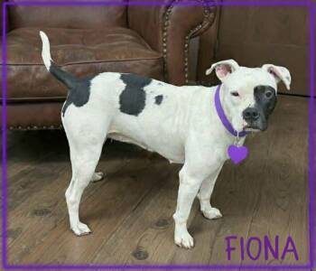 Fiona -  Pit Bull Terrier Dog for Adoption in Grove, Oklahoma - Fiona | PetCurious
