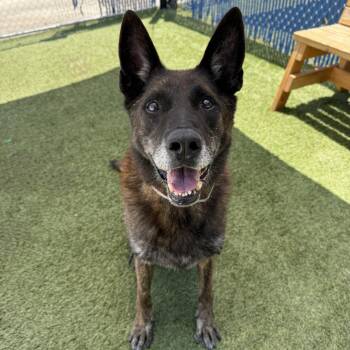 Turbo -  German Shepherd Dog and Mixed Breed Dog for Adoption in Long Beach, California - Turbo | PetCurious