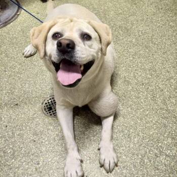 Lucy Lou -  Yellow Labrador Retriever Dog for Adoption in San Gabriel, California - Lucy Lou | PetCurious