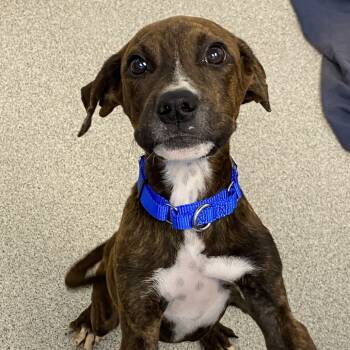 Rescue Mixed Breed Dogs for Adoption in Naperville, Illinois - Jaq | PetCurious
