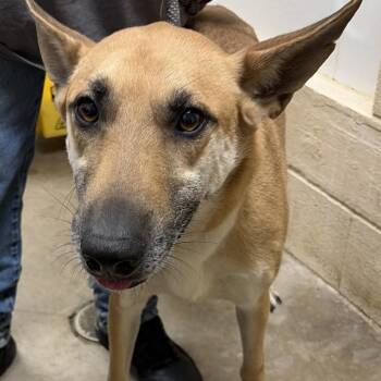Shepherd Dogs Available for Adoption in Palestine, Texas - Baxter | PetCurious