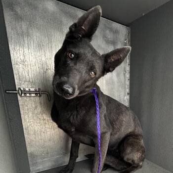 Belgian Shepherd Malinois Dogs Available for Adoption - Kailua | PetCurious