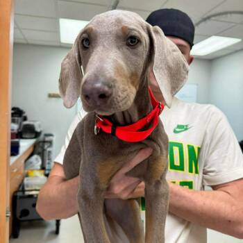 Doberman Pinscher Dogs Available for Adoption in Wichita, Kansas - Copper | PetCurious