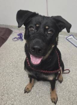 Izzy -  German Shepherd Dog Dog for Adoption in Vancouver, Washington - Izzy | PetCurious