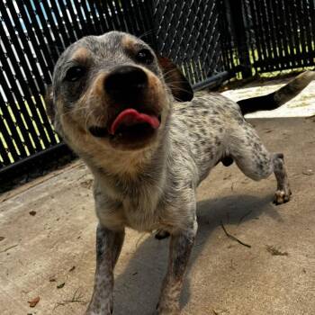 Manhattan -  Dachshund and Australian Cattle Dog Blue Heeler Dog for Adoption in Beaumont, Texas - Manhattan | PetCurious