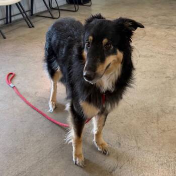 Joan Jett -  Rough Collie and Mixed Breed Dog for Adoption in Spanish Fork, Utah - Joan Jett | PetCurious