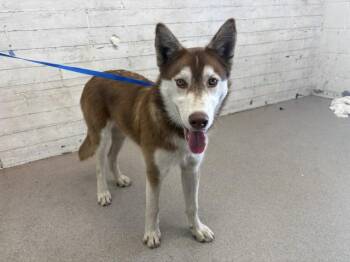 KINGSTON -  Siberian Husky and Mixed Breed Dog for Adoption in San Bernardino, California - KINGSTON | PetCurious