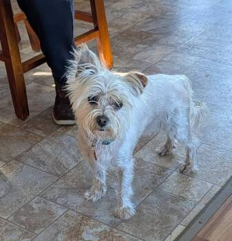 Gordo -  Shih Tzu Dog for Adoption - Gordo | PetCurious