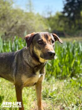 Rescue Shepherd and Greyhound Dogs for Adoption in Portland, Oregon - Lois | PetCurious