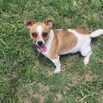 Socca -  Jack Russell Terrier and Chihuahua Dog for Adoption in Graham, Texas - Socca | PetCurious
