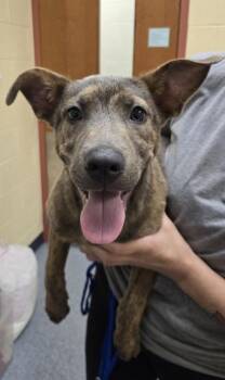 Cocoa Powder -  German Shepherd Dog and Mixed Breed Dog for Adoption in Westland, Michigan - Cocoa Powder | PetCurious