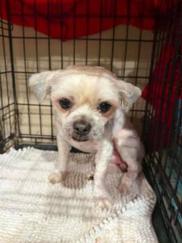 Winston in TX -  Shih Tzu Dog for Adoption in Cranston, Rhode Island - Winston In TX | PetCurious