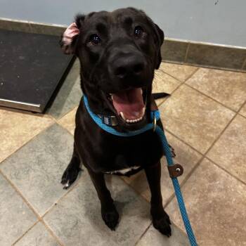 Kodak (ON) -  Mixed Breed Dog for Adoption in Chattanooga, Tennessee - Kodak (ON) | PetCurious