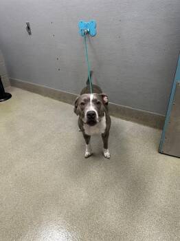 Pit Bull Terrier Dogs Available for Adoption - CRESCENTA | PetCurious